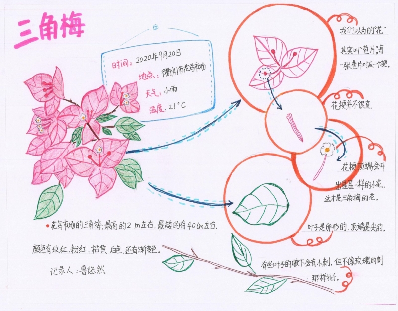 自然笔记 鲁悠然 18957037252 郑莲莲 新华小学 三角梅.jpg