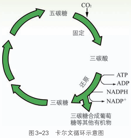 卡尔文循环示意图.png