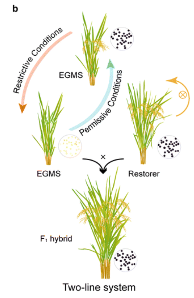 的两系法杂交水稻这种杂交水稻因为只有不育系(母本)和恢复系(父本)